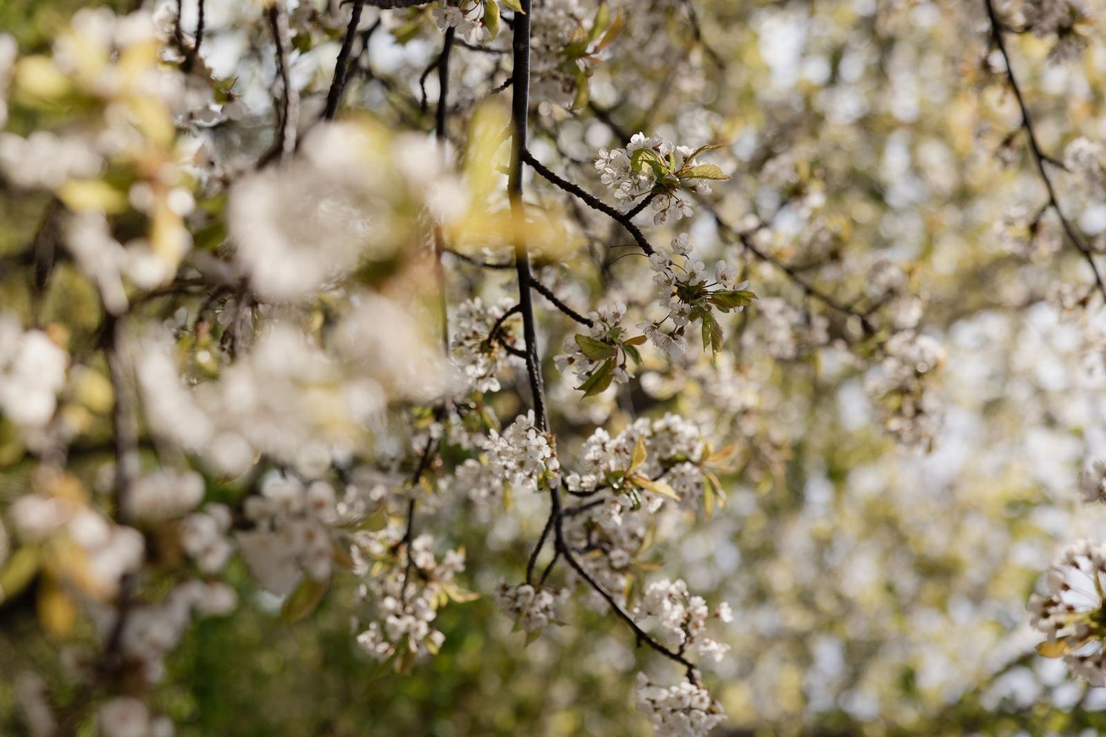 Cherry blossom in close detail