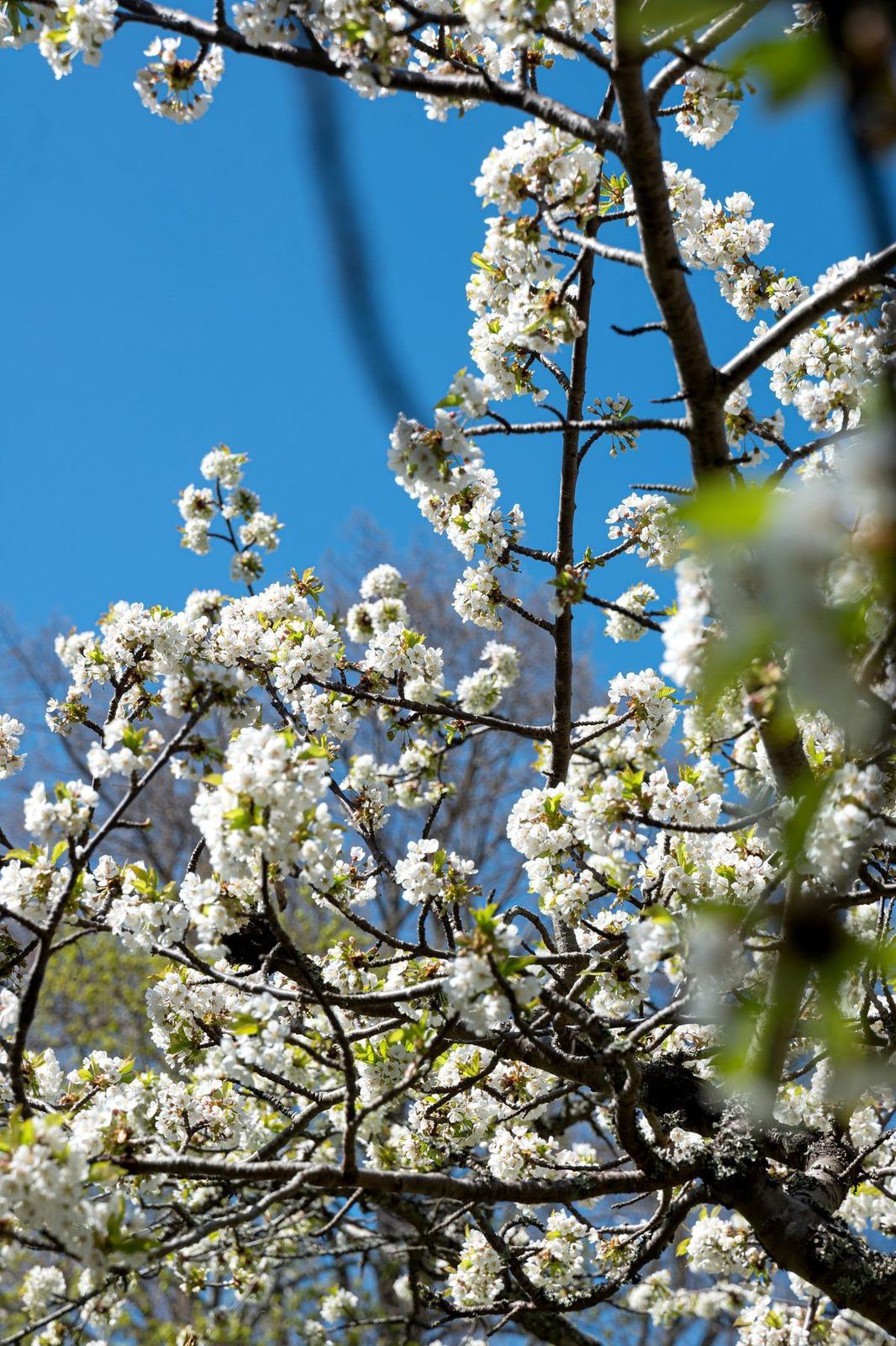 Cherry blossom against a blue spring sky