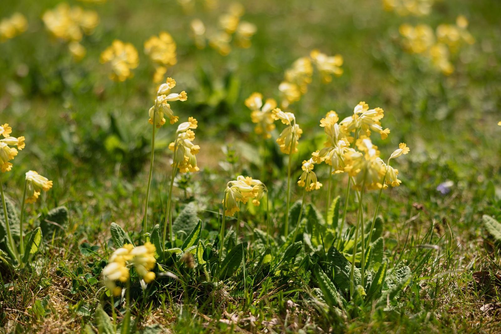Wild cowslips in the spring grass