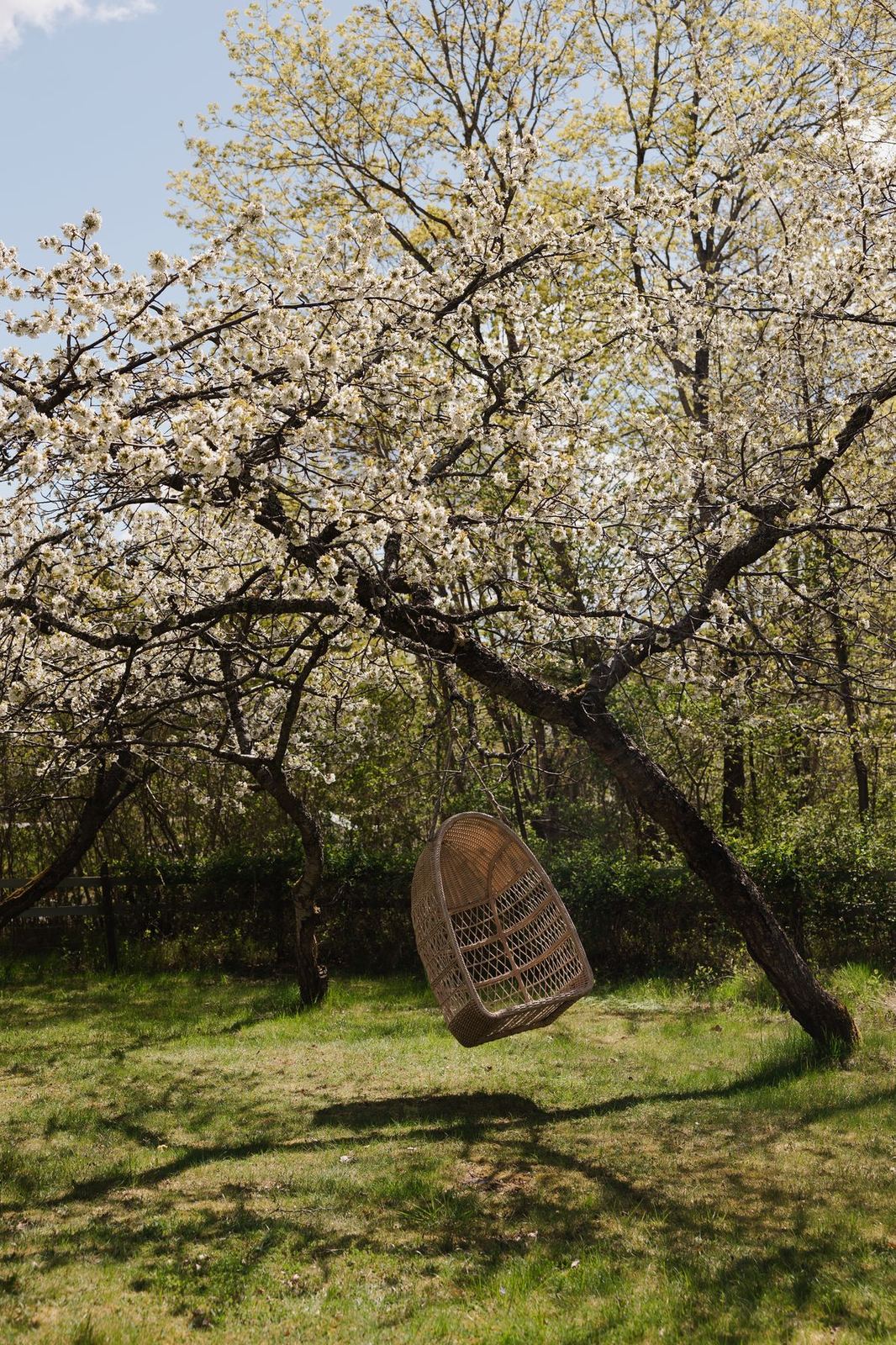 Rattan hanging chair beneath a blossoming cherry tree