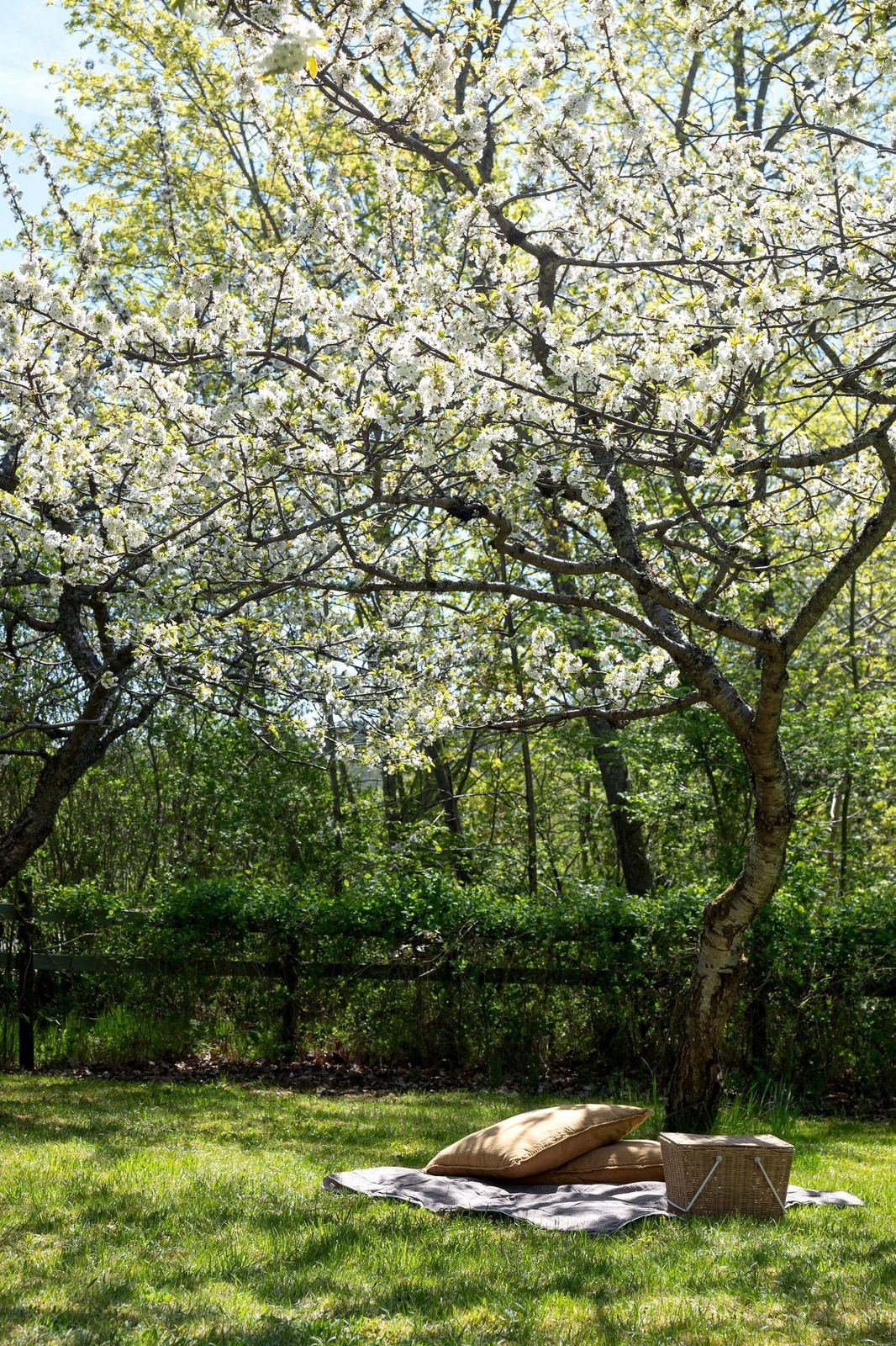 A picnic laid out beneath the blossom