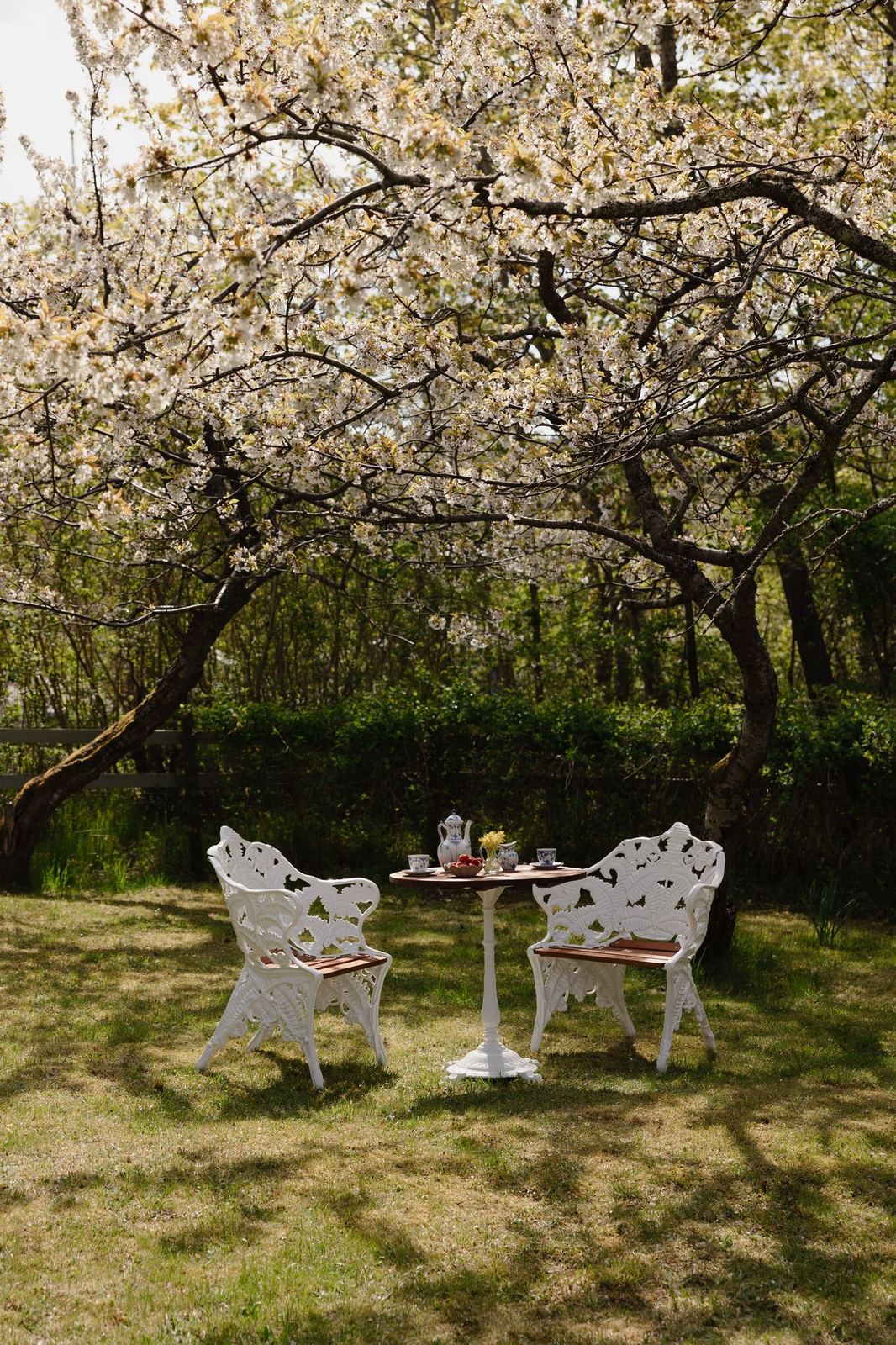 Table laid for tea under blossom in the orchard