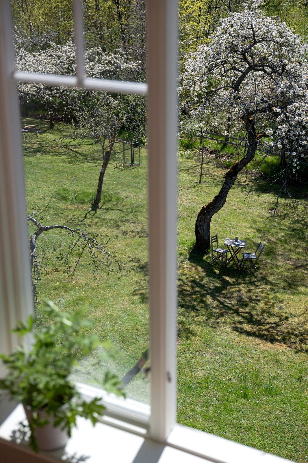 The orchard seen from an upstairs window in spring
